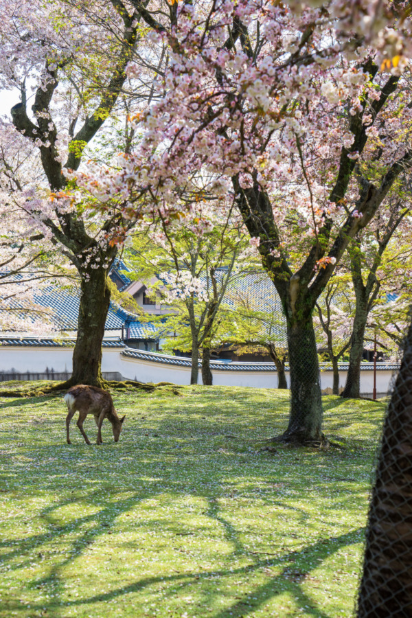 Friendly Deer of Nara, Japan