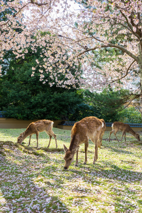 Deer and cherry blossoms, Nara, Japan