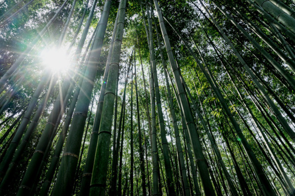 Bamboo Forest, Kyoto Japan