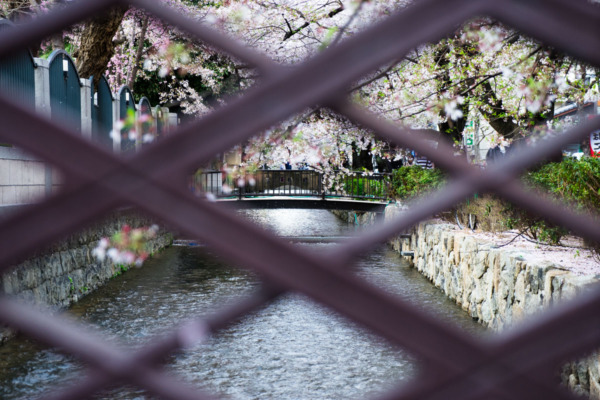 Cherry blossoms along the canal, Kyoto Japan