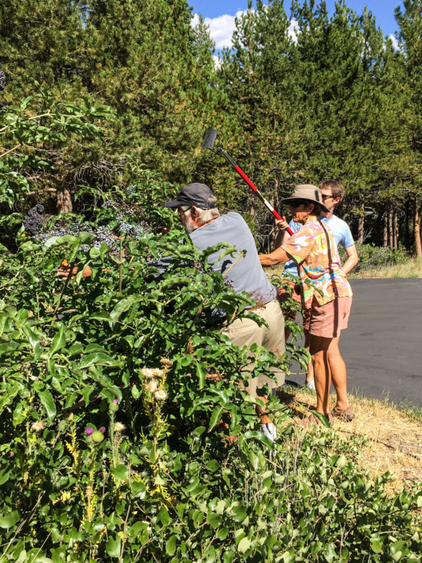 Picking Elderberries in Truckee, California