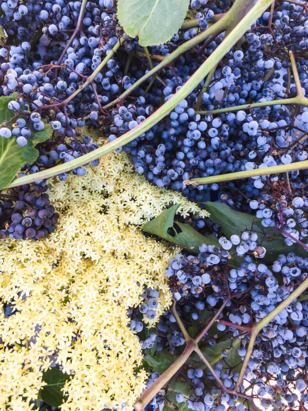 Fresh picked Elderberries and Elderflowers