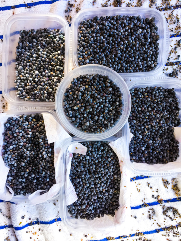 Freshly picked elderberries ready to be made into jelly!