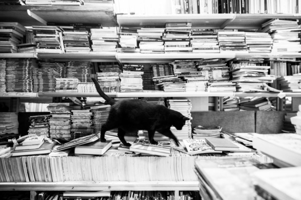 Shop cat, Libreria Acqua Alta in Venice Italy.