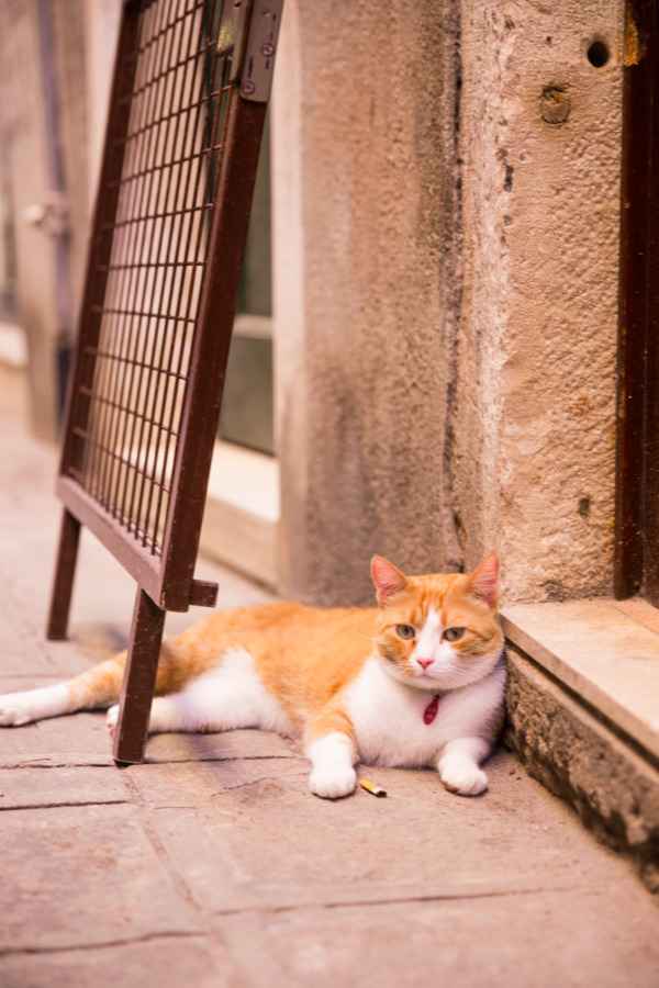 Hipster cat hanging out in the streets of Venice Italy