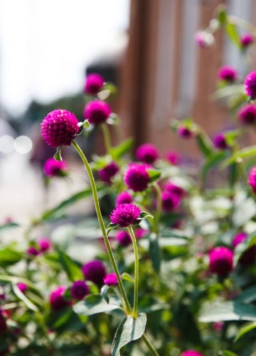 Pretty sidewalk flowers, Columbus, Ohio