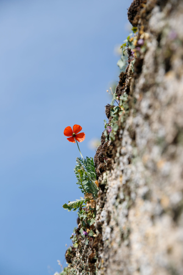 A poppy grows out of a stone wall in Montreuil-Bellay, France