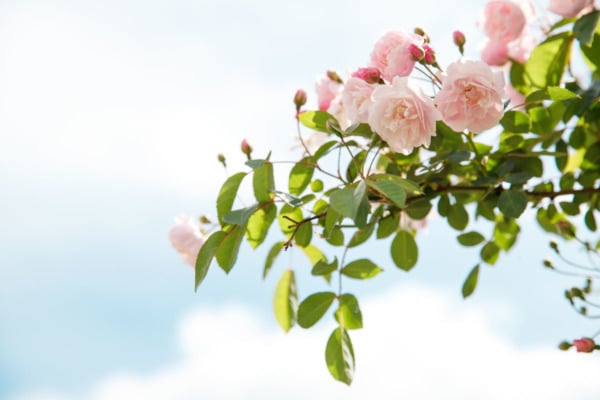 Pink flowers in bloom, Montsoreau, France