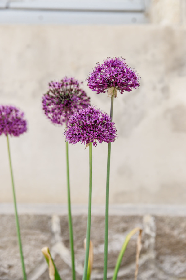 Purple flowers growing in Fontevraud-l'Abbaye, France