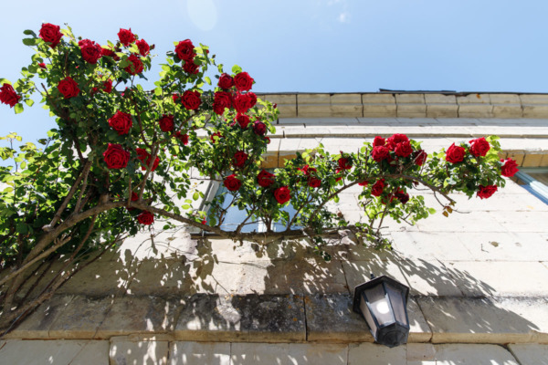 Red roses in Fontevraud-l'Abbaye, France