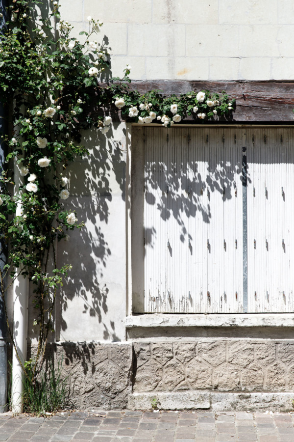 White roses and shadows, Fontevraud-l'Abbaye, France