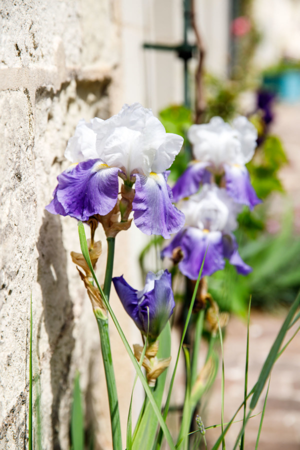 Irises in bloom, Fontevraud-l'Abbaye, France