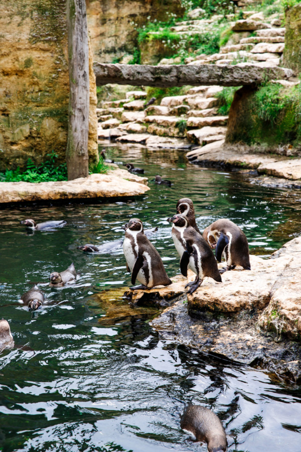 Penguins in the Bioparc (Zoo) in Doué la Fontaine, France