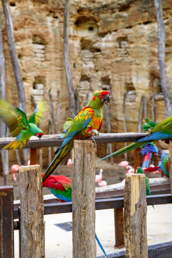 The South American Aviary, Bioparc (Zoo) Doué la Fontaine, France