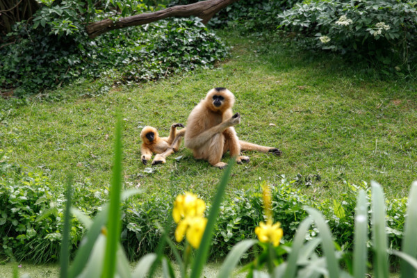 Mama and baby monkey at the Bioparc (Zoo) Doué la Fontaine, France