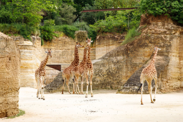 Giraffes at the Bioparc (Zoo) Doué la Fontaine, France