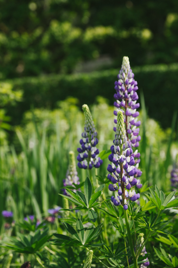 Lupine growing in the sun garden, Château de Villandry, Loire Valley, France