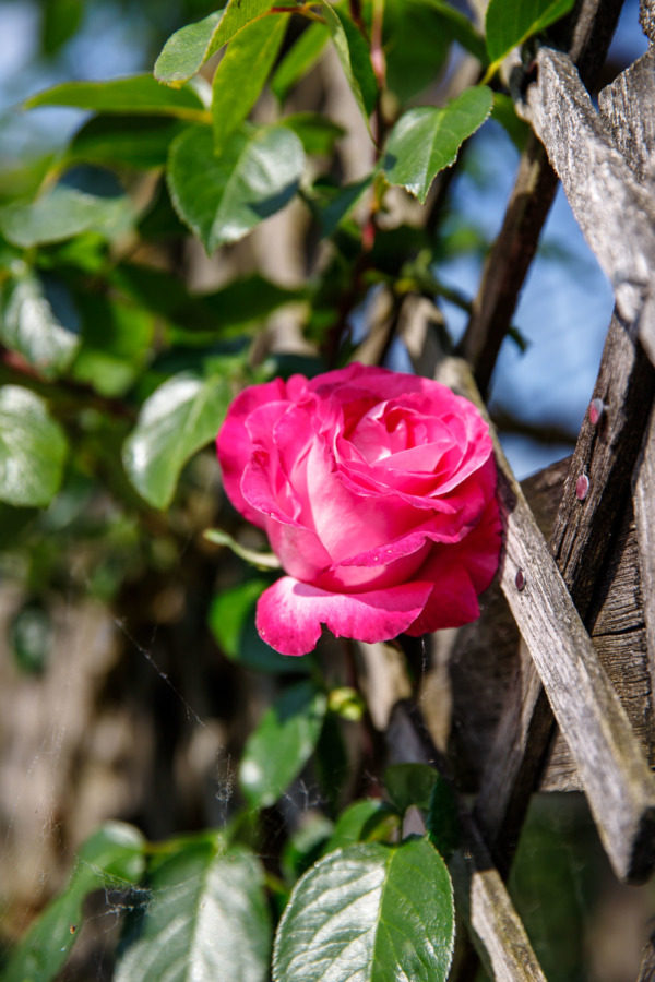 Pink rose climbing a trellis in the garden of Château de Villandry, Loire Valley, France