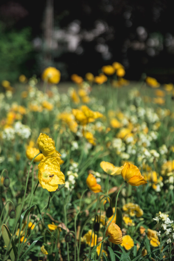 Yellow poppies in the Luxembourg Gardens, Paris, France