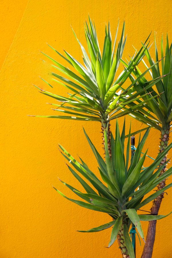 Green palm against a bright yellow wall, Burano, Italy