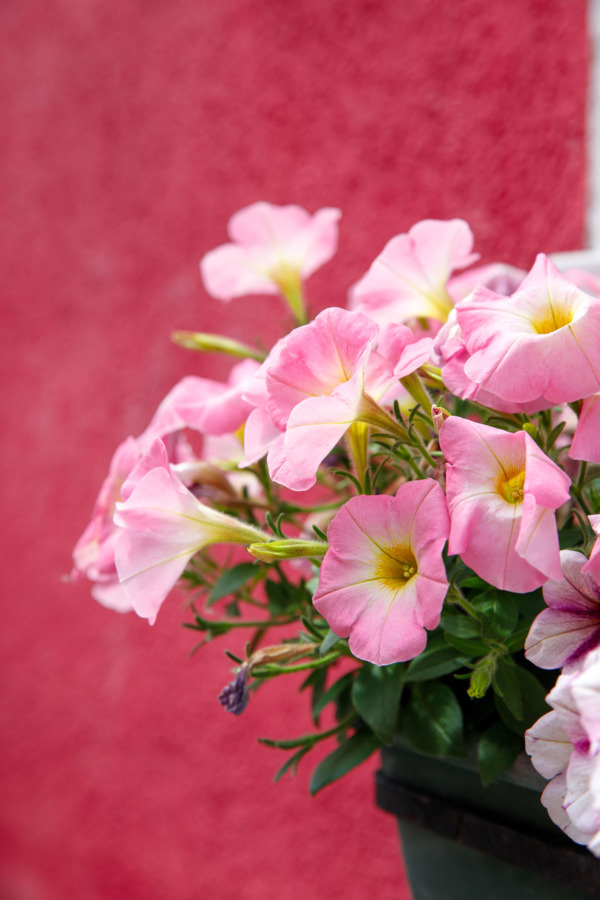 Pink flowers against a red wall, Burano, Italy