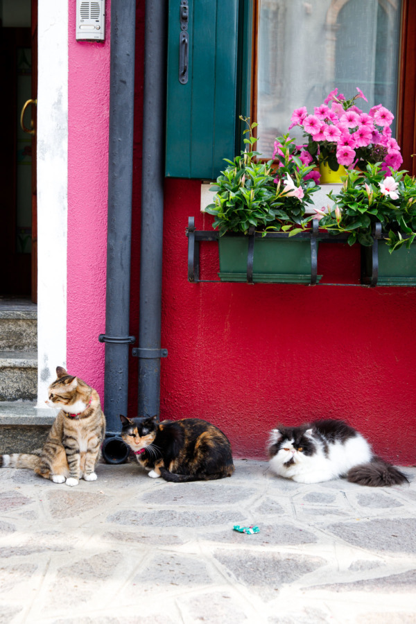 The colorful cats of Burano, Italy