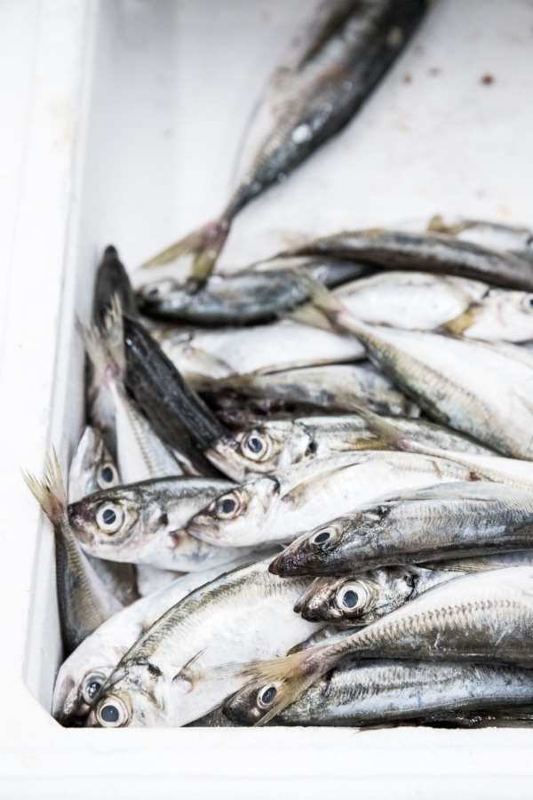 Sardines at the Bolhão market, Porto, Portugal