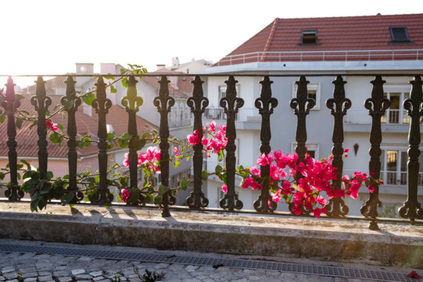 Bright pink Bougainvillea flowers on a railing in Lisbon, Portugal