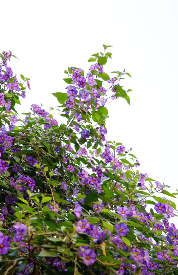 Pretty purple flowers against a white sky in Sintra, Portugal