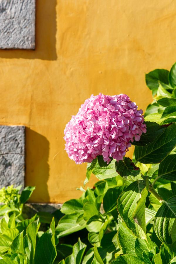 Pink hydrangea flower against a bright yellow wall at the Pena Palace in Sintra, Portugal