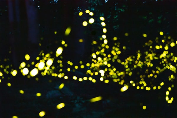 Synchronous Fireflies of the Great Smoky Mountains