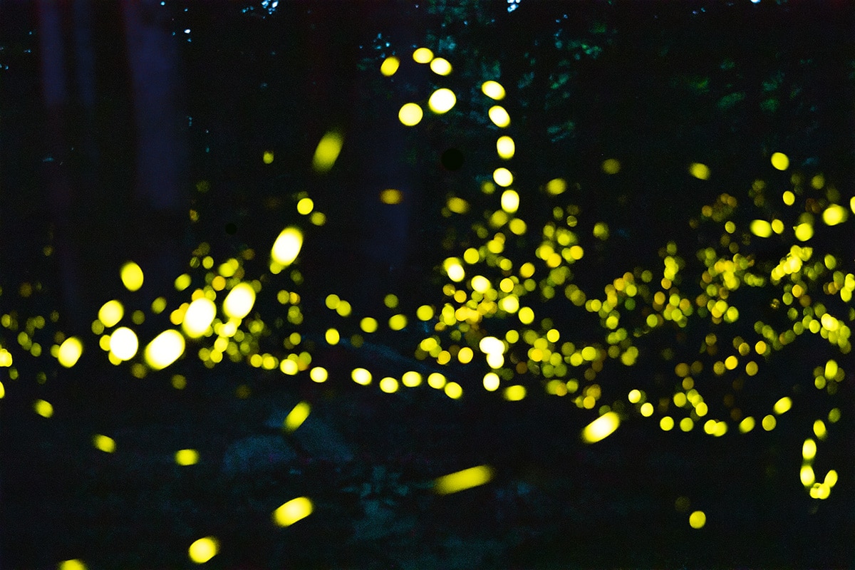 Synchronous Fireflies in the Great Smoky Mountains