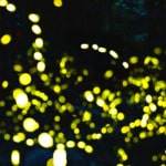 Synchronous Fireflies of the Great Smoky Mountains