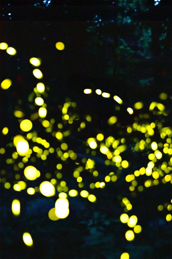 Synchronous Fireflies of the Great Smoky Mountains