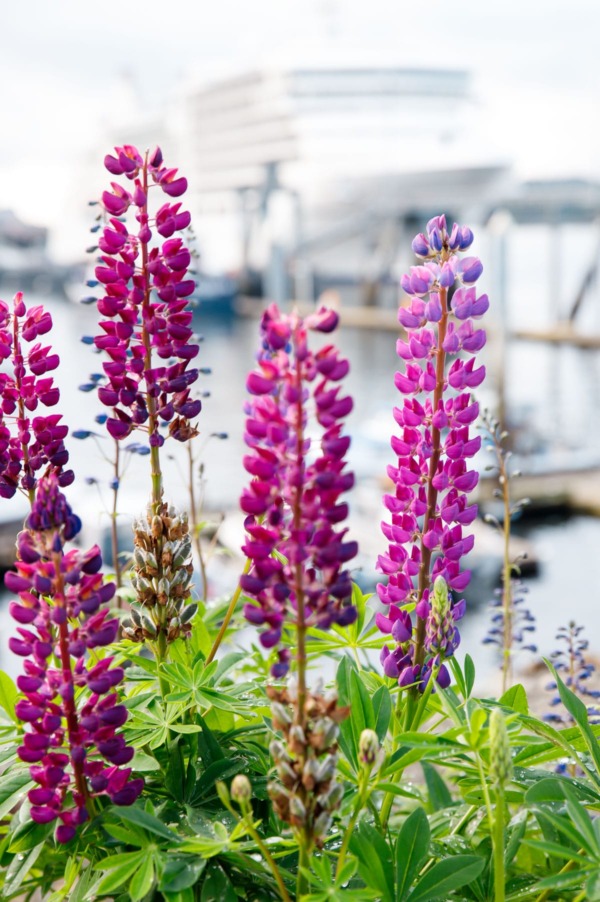 Gorgeous Purple Lupine Flowers in Alaska
