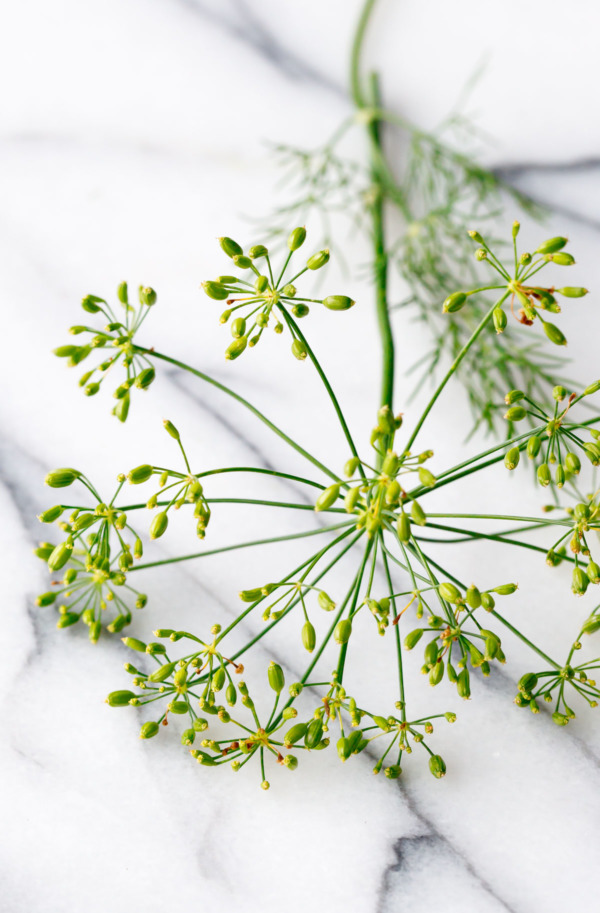 Closeup macro photo of dill flowers on a marble background