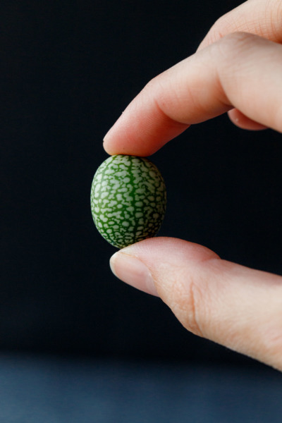 Holding a cucamelon between two fingers showing just how tiny they are!