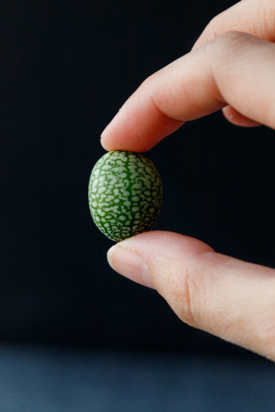 Cucamelon Pickles (Quick Refrigerator Version)