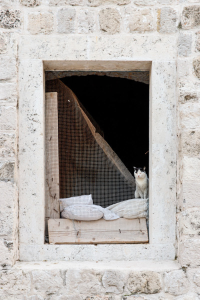 Black and white cat Dubrovnik, Croatia