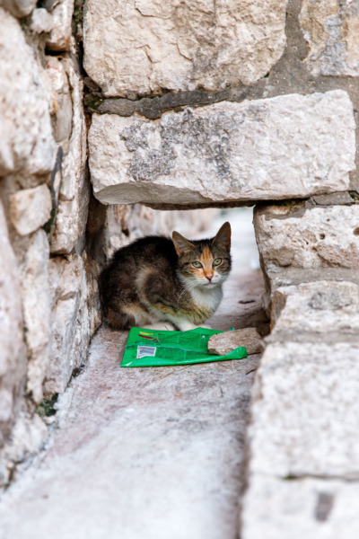 Street cat in Dubrovnik, Croatia