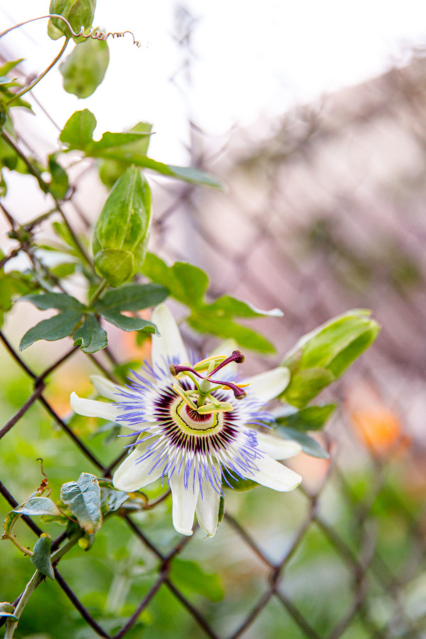 Passionflower growing up a chain link fence, Dubrovnik, Croatia