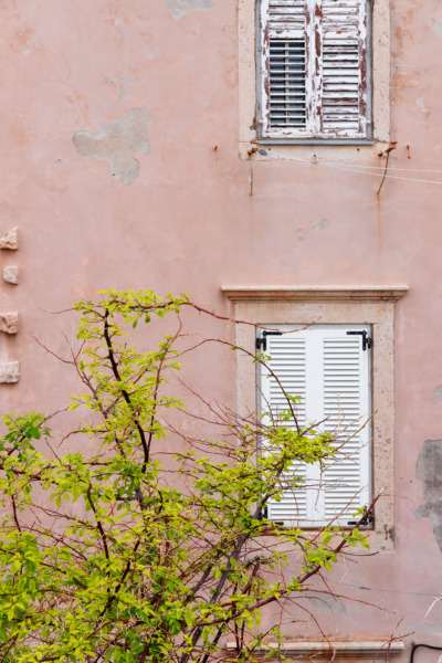 Pink wall, green tree. Dubrovnik, Croatia