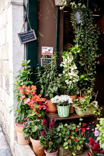 Touch my flowers, I touch you. Dubrovnik, Croatia