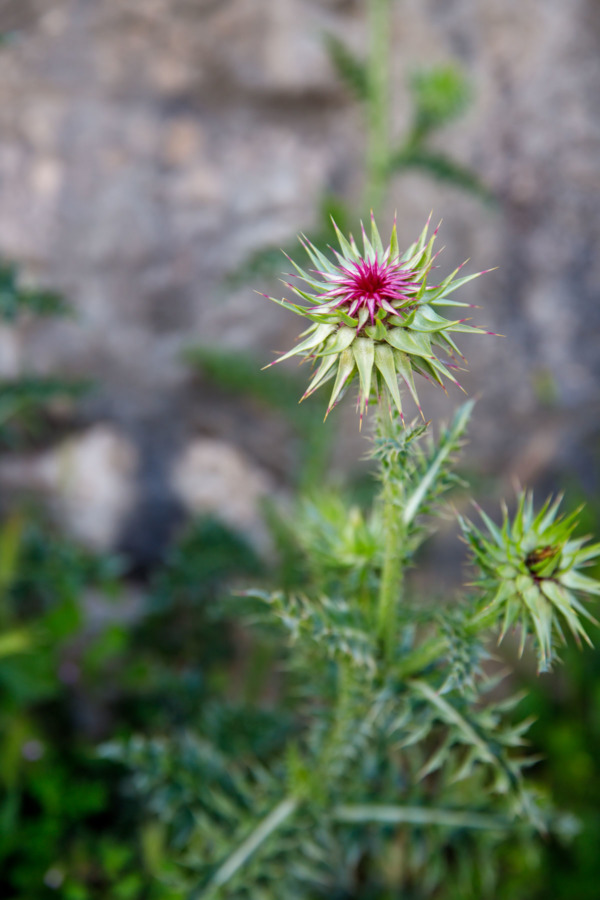 Thistle flower growing out of a rock wall, Dubrovnik, Croatia