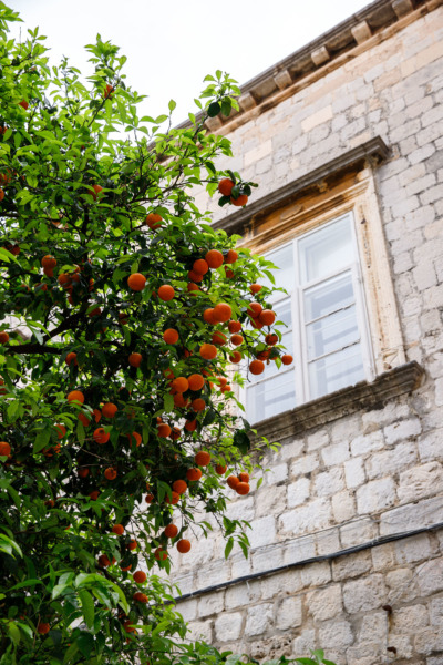 The bitter orange trees of Dubrovnik, Croatia