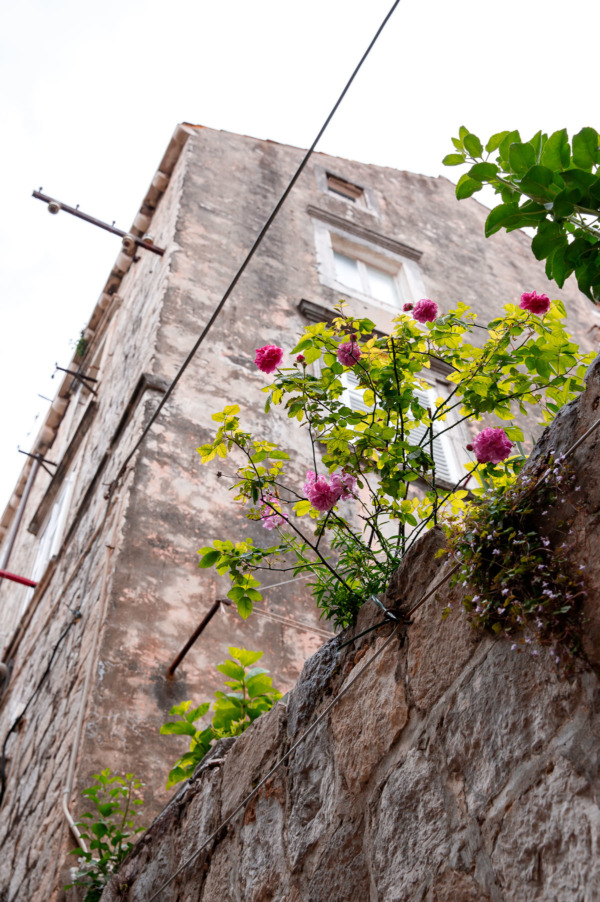 Pink flowers growing out of an old stone wall, Dubrovnik, Croatia