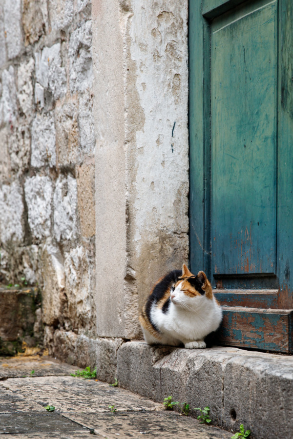 Calico cat sitting in front of a turquoise door, Dubrovnik, Croatia