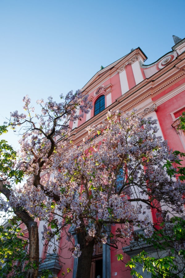 A pretty pink building with purple wisteria flowers against a blue sky, Ljubljana, Slovenia