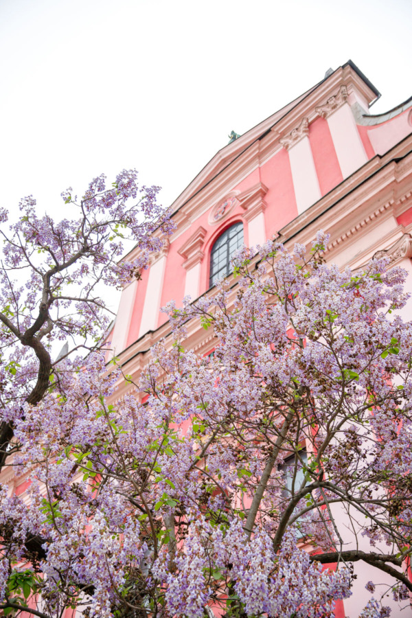 The Franciscan Church in Ljubljana, Slovenia is a gorgeous pink building with purple wisteria flowers blooming in springtime