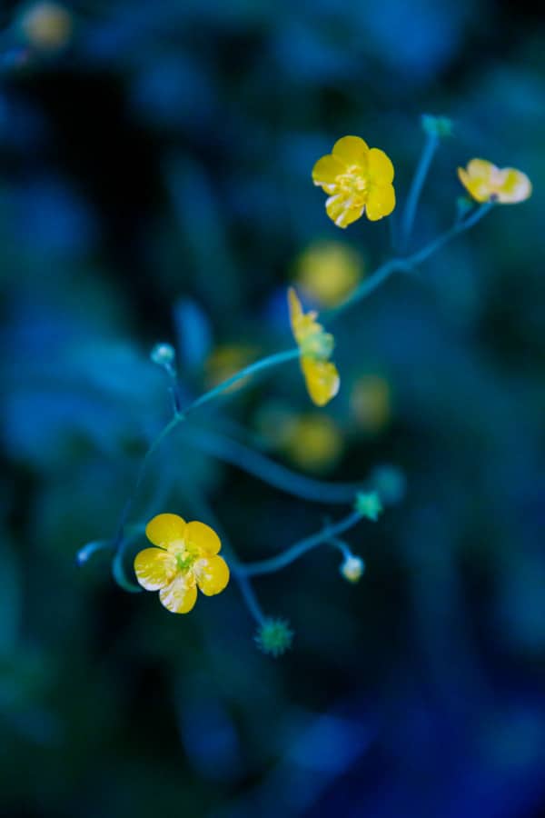 Pretty yellow buttercup flowers at dusk in Ljubljana, Slovenia